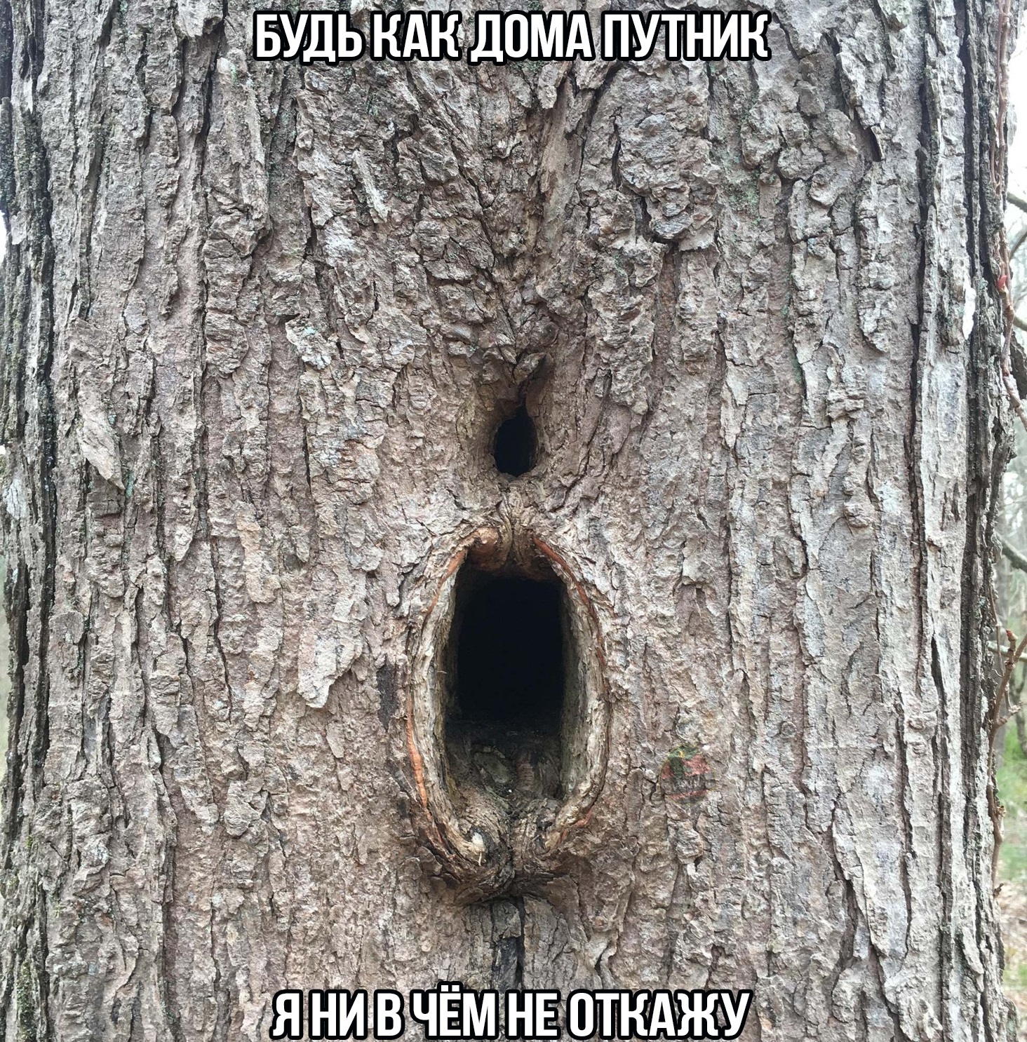 Смешные деревья