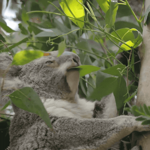 Жующая коала