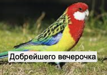Разноцветный попугай